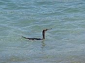 ID: 209: Kormoran / Port de Soller / 31.05.2016