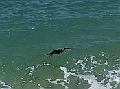 ID: 209: Kormoran / Port de Soller / 31.05.2016