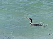 ID: 209: Kormoran / Port de Soller / 31.05.2016