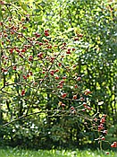 ID: 209: Rundwanderung / Wolkenstein / 29.09.2016