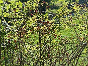 ID: 209: Rundwanderung / Wolkenstein / 29.09.2016