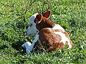 ID: 209: Rundwanderung / Wolkenstein / 29.09.2016