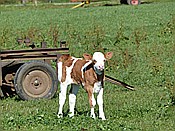 ID: 209: Rundwanderung / Wolkenstein / 29.09.2016