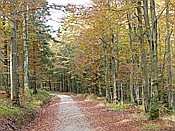 Foto SP_2016_10513: Wanderung / Mitterfirmiansreut - Hammerklause / 24.10.2016