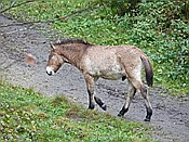 Foto SP_2016_10552: Tierfreigehege Ludwigsthal / Lindberg / 25.10.2016