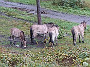 ID: 209: Tierfreigehege Ludwigsthal / Lindberg / 25.10.2016