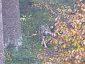 ID: 209: Tierfreigehege Ludwigsthal / Lindberg / 25.10.2016