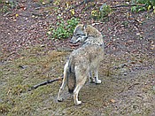 Foto SP_2016_10585: Tierfreigehege Ludwigsthal / Lindberg / 25.10.2016