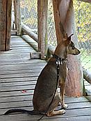 ID: 209: Tierfreigehege Ludwigsthal / Lindberg / 25.10.2016