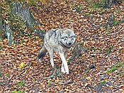 ID: 209: Tierfreigehege Ludwigsthal / Lindberg / 25.10.2016