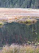 ID: 209: Rundgang Grosser Arbersee / Bayerisch Eisenstein / 26.10.2016