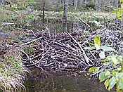 ID: 209: Rundgang Grosser Arbersee / Bayerisch Eisenstein / 26.10.2016