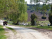 Foto SP_2017_05303: Wanderung / Schneverdingen / 13.05.2017