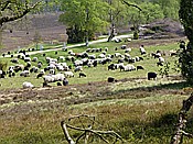 Foto SP_2017_05304: Wanderung / Schneverdingen / 13.05.2017