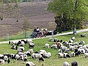 Foto SP_2017_05306: Wanderung / Schneverdingen / 13.05.2017