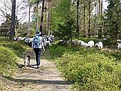 Foto SP_2017_05315: Wanderung / Schneverdingen / 13.05.2017