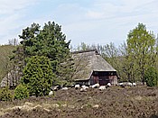 Foto SP_2017_05316: Wanderung / Schneverdingen / 13.05.2017