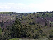 Foto SP_2017_05319: Wanderung / Schneverdingen / 13.05.2017