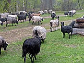 ID: 209: Wanderung / Schneverdingen / 13.05.2017