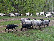 Foto SP_2017_05325: Wanderung / Schneverdingen / 13.05.2017