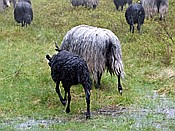 ID: 209: Wanderung / Schneverdingen / 13.05.2017