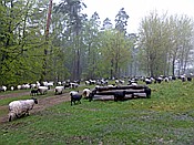 ID: 209: Wanderung / Schneverdingen / 13.05.2017
