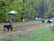 Foto SP_2017_05337: Wanderung / Schneverdingen / 13.05.2017