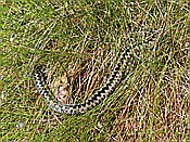 ID: 209: Pietzmoor / Schneverdingen / 14.05.2017