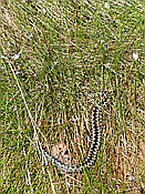 ID: 209: Pietzmoor / Schneverdingen / 14.05.2017