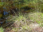 ID: 209: Pietzmoor / Schneverdingen / 14.05.2017