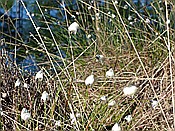 ID: 209: Pietzmoor / Schneverdingen / 14.05.2017