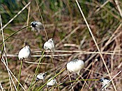 Foto SP_2017_05350: Pietzmoor / Schneverdingen / 14.05.2017