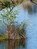 ID: 209: Pietzmoor / Schneverdingen / 14.05.2017