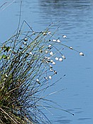ID: 209: Pietzmoor / Schneverdingen / 14.05.2017