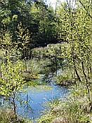 ID: 209: Pietzmoor / Schneverdingen / 14.05.2017