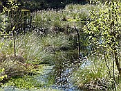 ID: 209: Pietzmoor / Schneverdingen / 14.05.2017