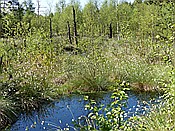 ID: 209: Pietzmoor / Schneverdingen / 14.05.2017