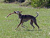 Foto SP_2017_05518: Wanderung / Wallgau / 21.05.2017