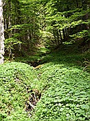 Foto SP_2017_05557: Wanderung / Gerold - Kruen / 23.05.207