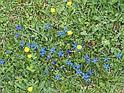 ID: 209: Wanderung / Eng Alm - Binsalm / 24.05.2017