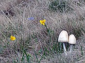 Foto SP_2017_05670: Wanderung / Ritten - Oberinn / 30.05.2017