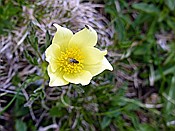 Foto SP_2017_05691: Wanderung / Ritten - Oberinn / 30.05.2017