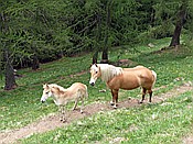 ID: 209: Wanderung / Ritten - Oberinn / 30.05.2017