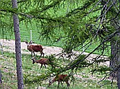 ID: 209: Wanderung / Ritten - Oberinn / 30.05.2017