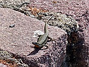 ID: 209: Eidechse / Oberbozen / 01.06.2017