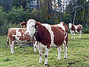 ID: 209: Wanderung / Kruen - Wallgau  / 04.10.2017
