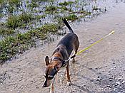 ID: 209: Wanderung / Kruen - Wallgau  / 04.10.2017