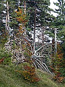 ID: 209: Wanderung / Kruen - Wallgau  / 04.10.2017