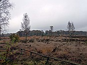 ID: 209: Wanderung / Schneverdingen / 03.11.2017