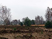 ID: 209: Wanderung / Schneverdingen / 03.11.2017